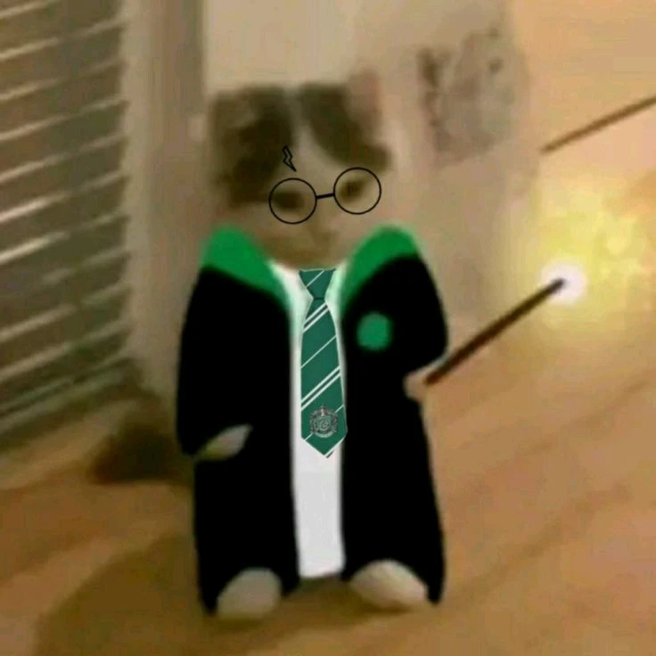 Slytherin cat