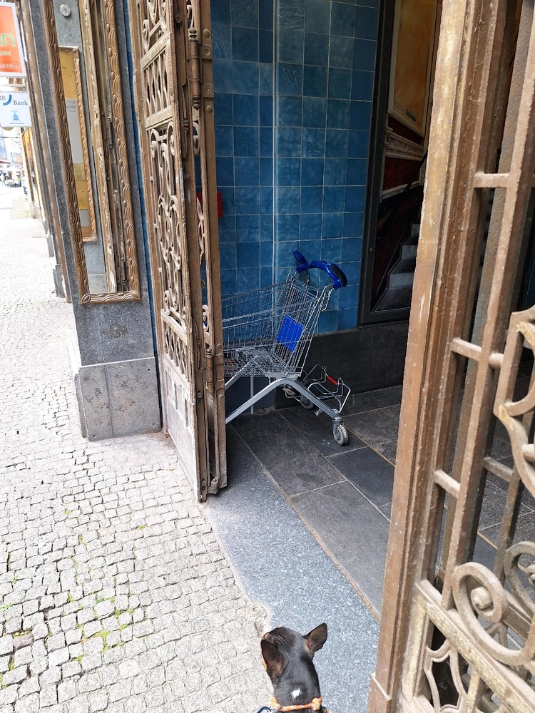 Das Gittertier versucht sich durch geschickte Camouflage der Entdeckung zu entziehen.