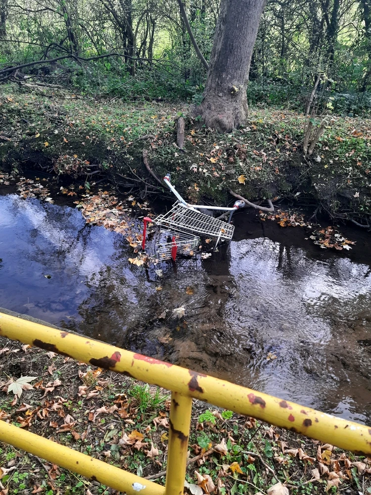 Das Gittertier an der Wasserstelle: Da es keinen Ösophagus besitzt legt es sich mit dem Gesicht entgegen der Strömung.