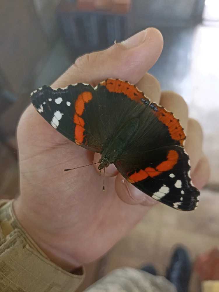 Гіфку завантажив Ярослав