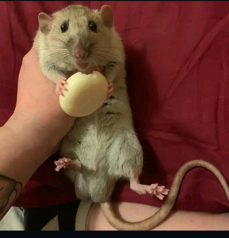 Image uploaded by Jacqueline