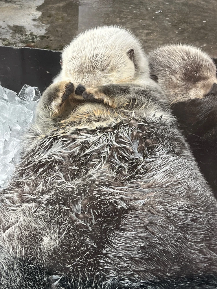 GIF diunggah dening Mattias