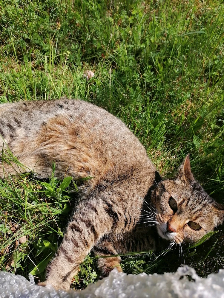 Barnabás által feltöltött GIF