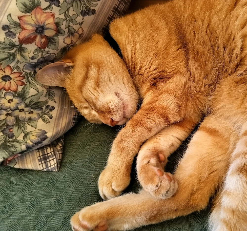 Immagine caricata da Trixie