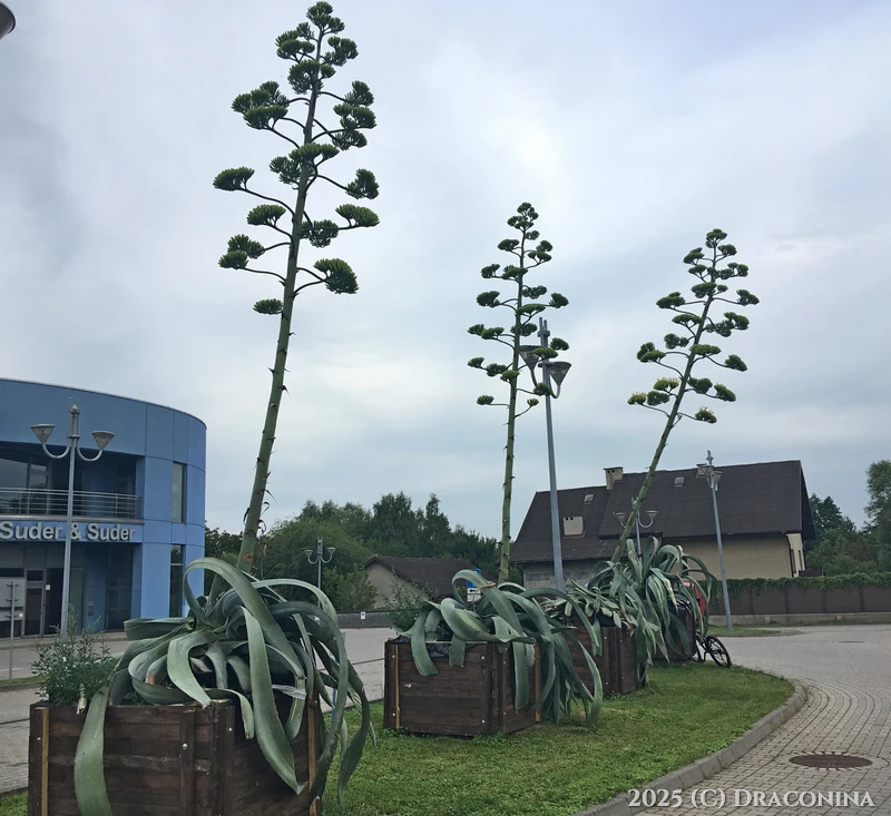 Zdjęcie dodane przez Czarna_Kosmitka