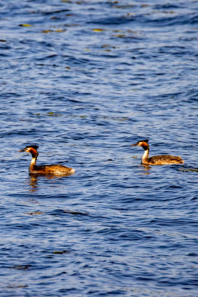 Bild hochgeladen von Joschi