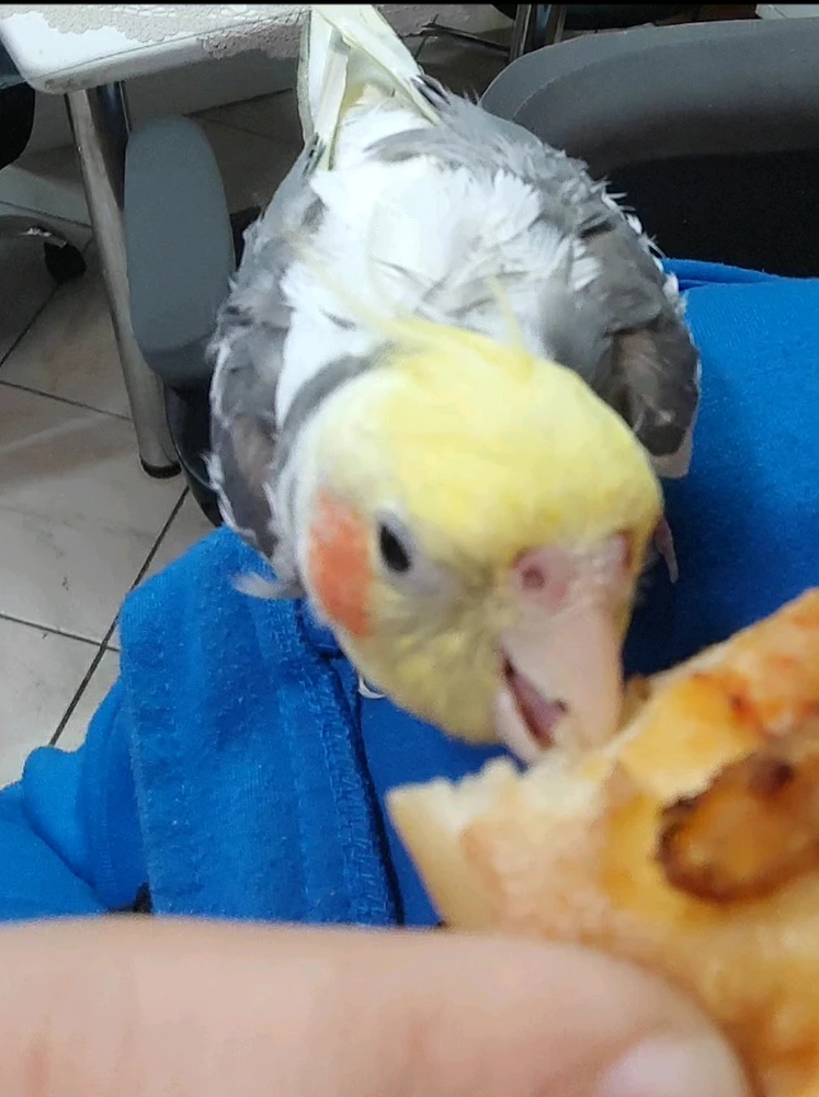 Always eating my pizza 🍕🍕🍕