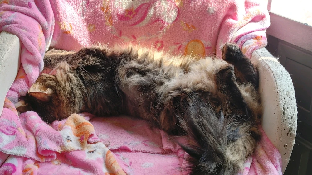 GIF uploaded by ❤ Sophia aka Mango Mami ❤️