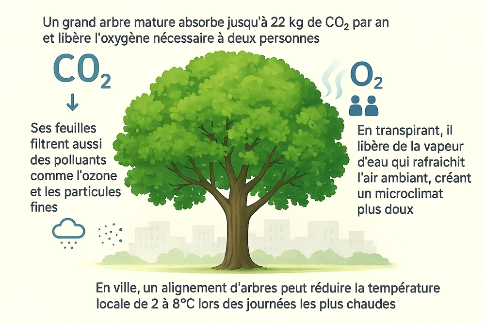 Image ajoutée par Cyp