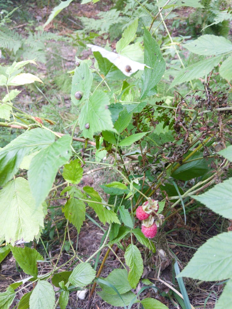 GIF-tiedoston lisäsi Mustafa