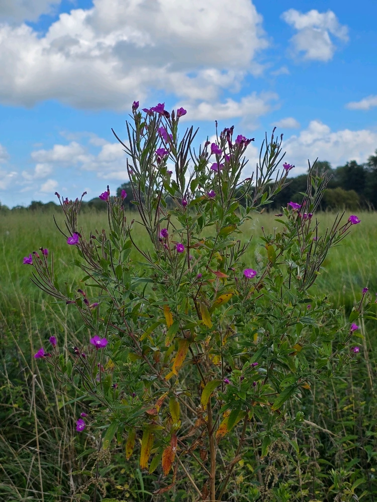 Bild hochgeladen von Sönke
