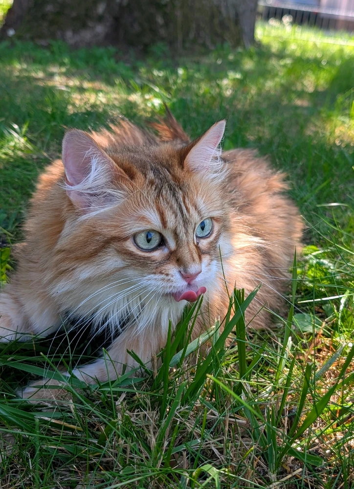 GIF hochgeladen von Filomez