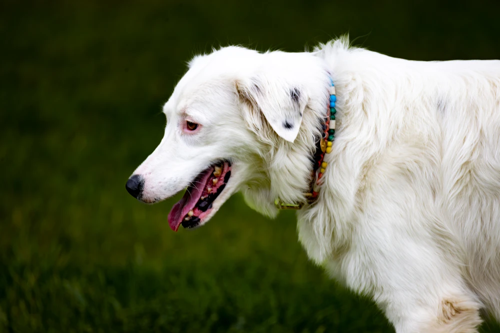 Bild hochgeladen von Joschi