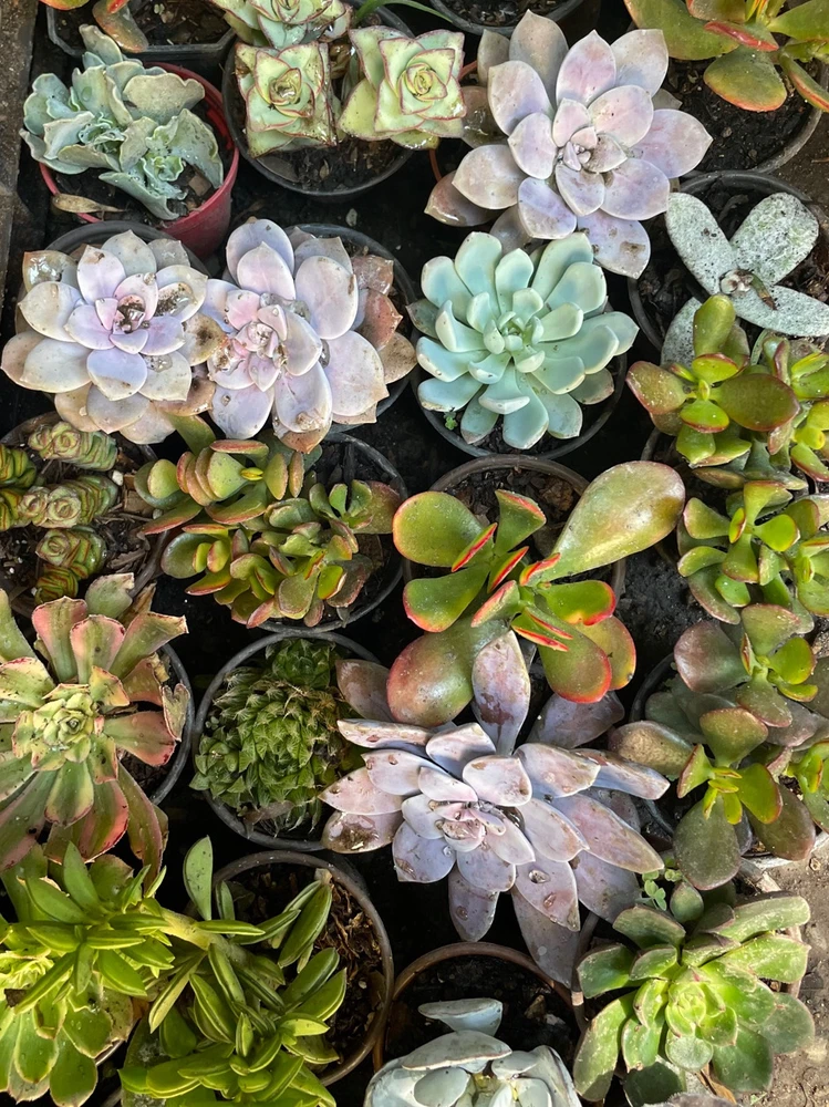 Imagen subida por Olivia