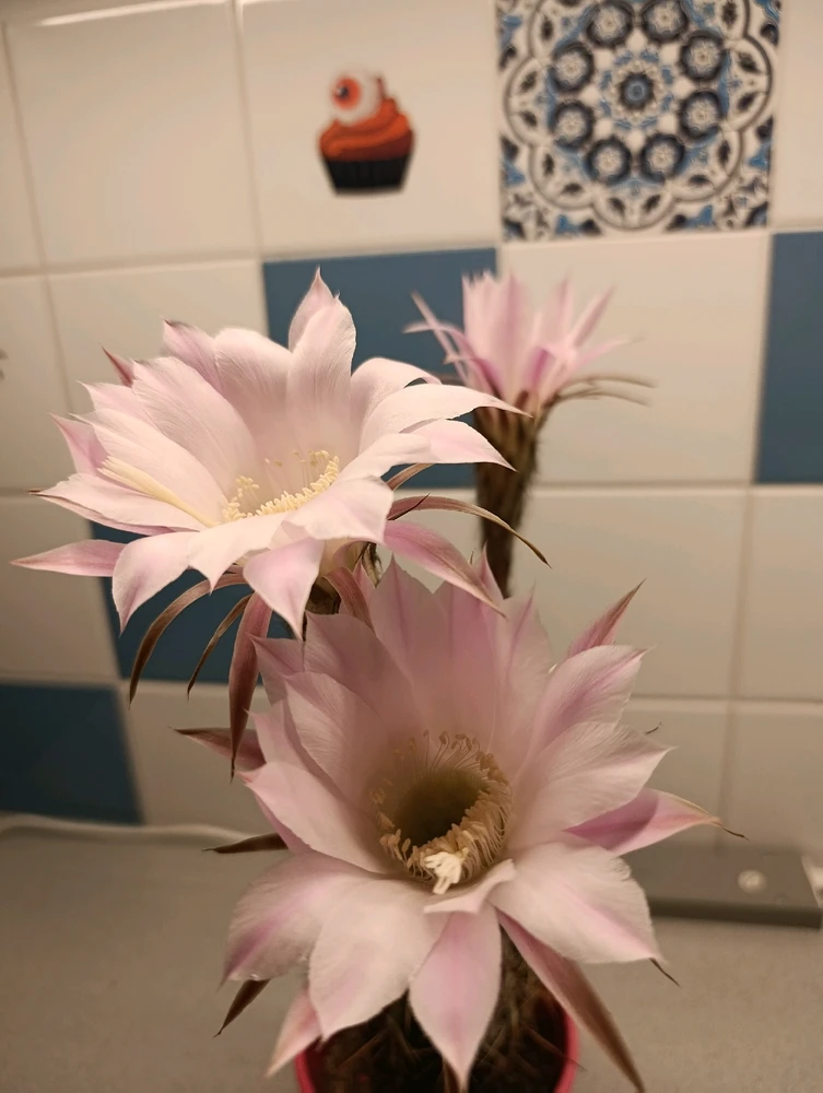 Obrázek nahrál ⭕⭕ Hlubina