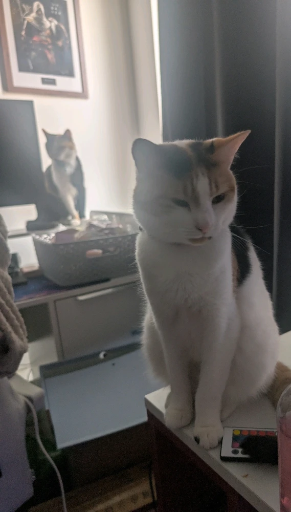 Image uploaded by Sam