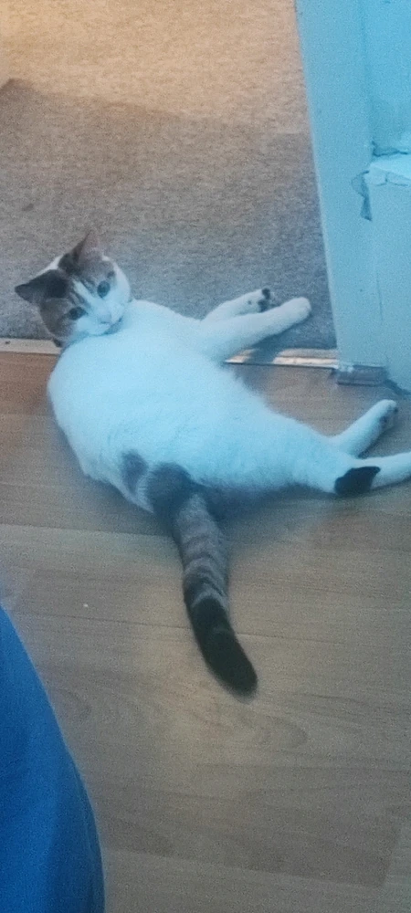 Image uploaded by Sam