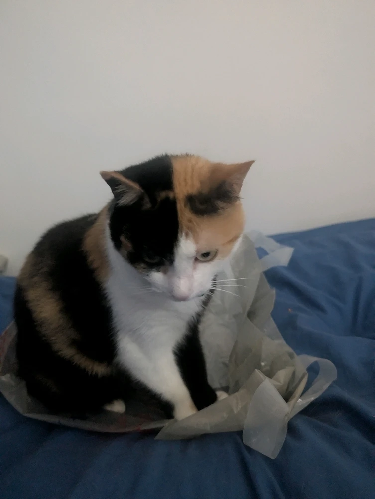 Image uploaded by Sam