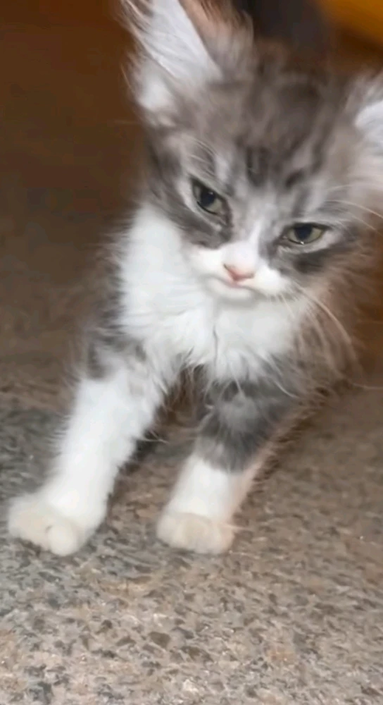 GIF uploaded by Phoebe