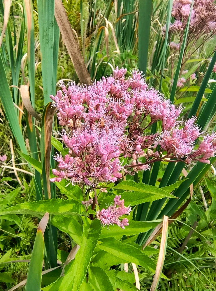 Image uploaded by Desiree