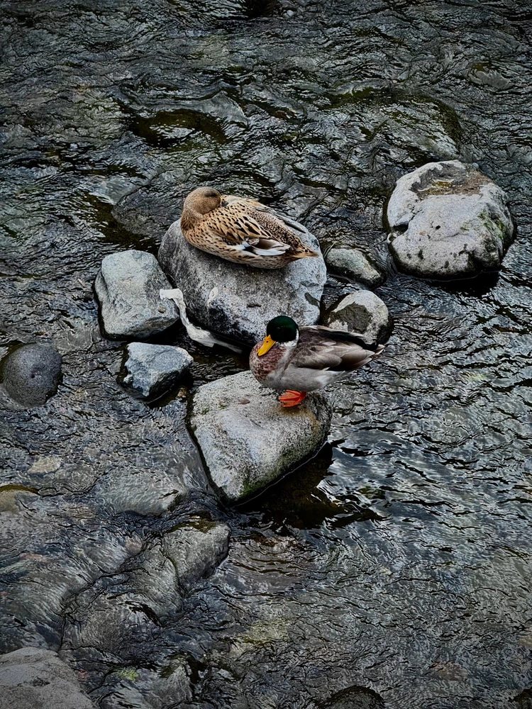 GIF enviado por Dnimreven