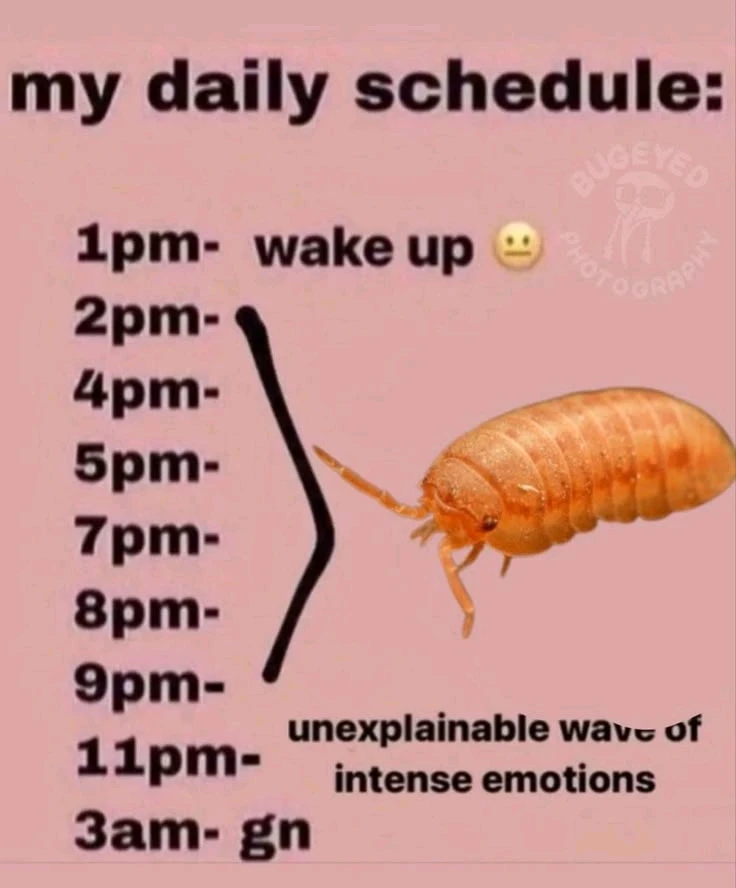 Image uploaded by Bug