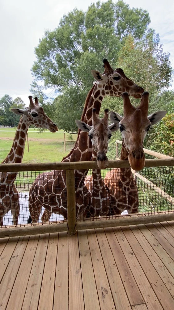 Image uploaded by Shanli