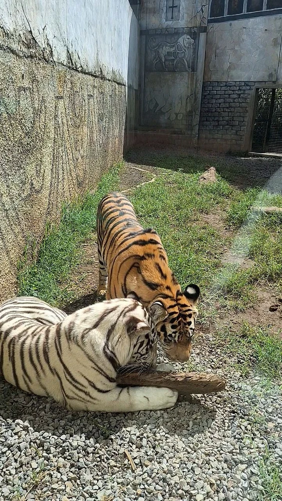 Image uploaded by Shanli