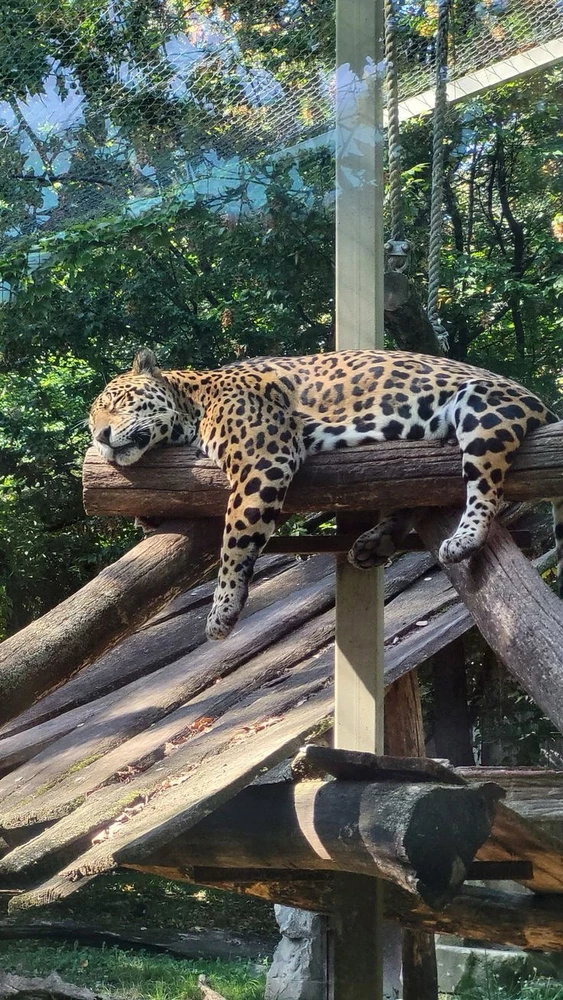 Image uploaded by Shanli