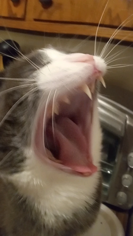 Image uploaded by Nathaniel