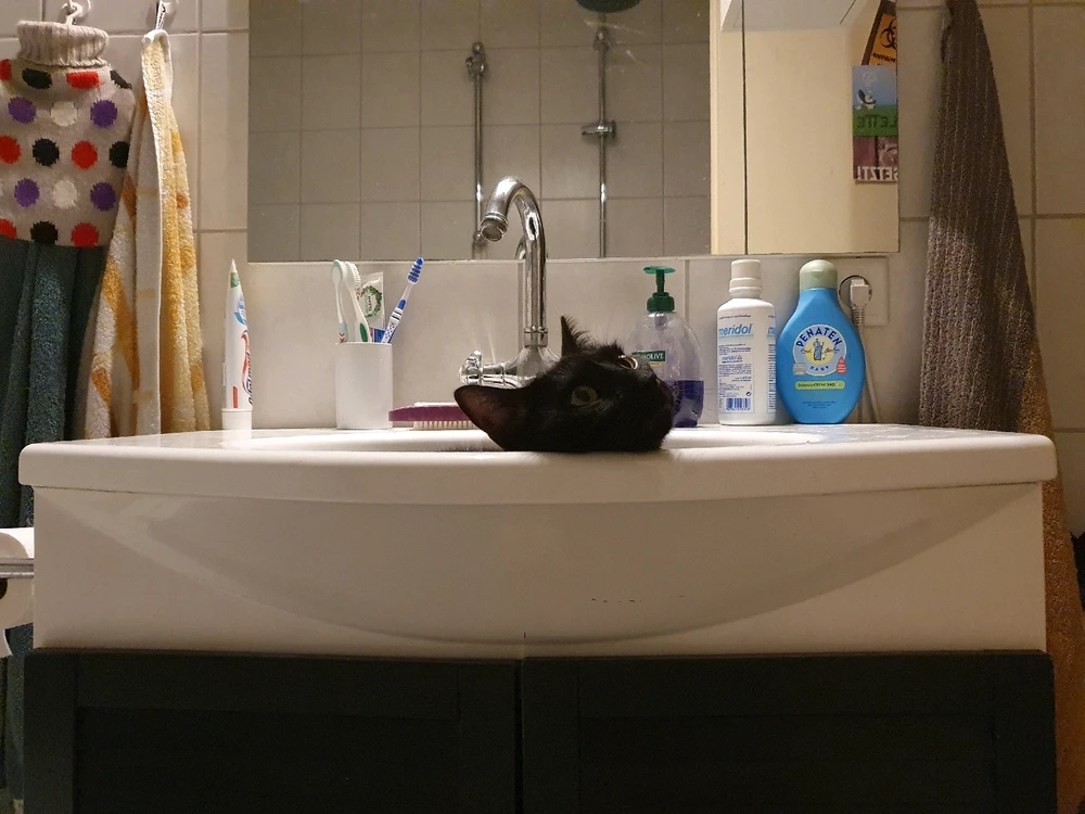 GIF hochgeladen von Fafefi