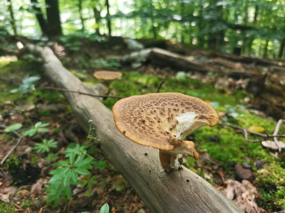 Zdjęcie dodane przez BoguO
