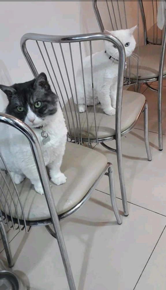 GIF uploaded by Earldrey