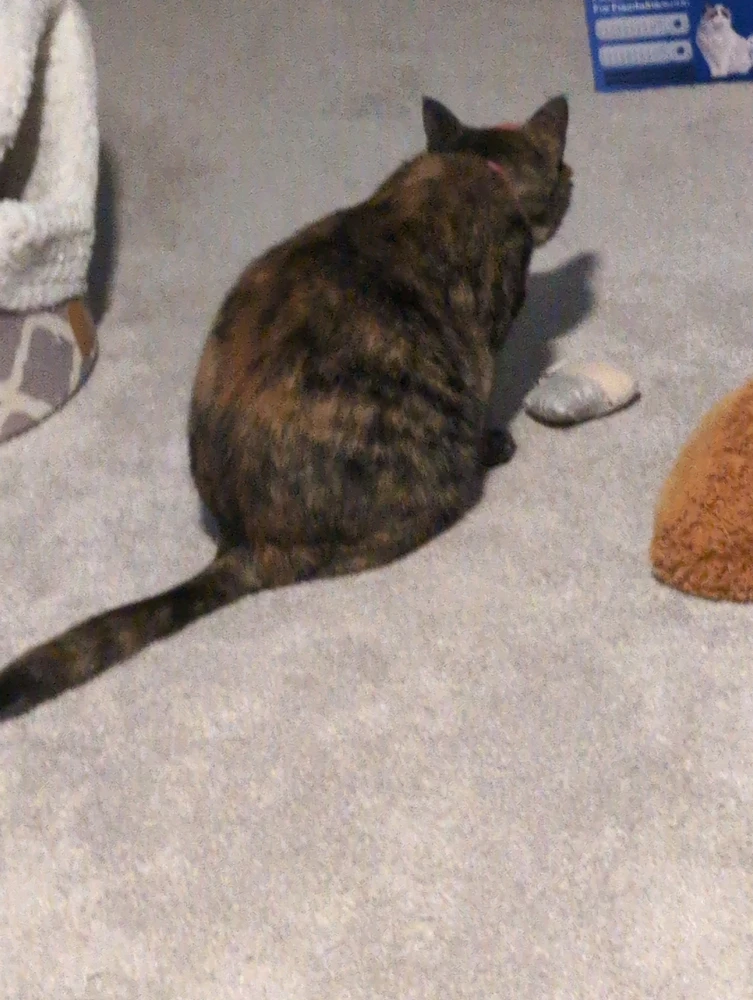 GIF uploaded by Nathan McCabe