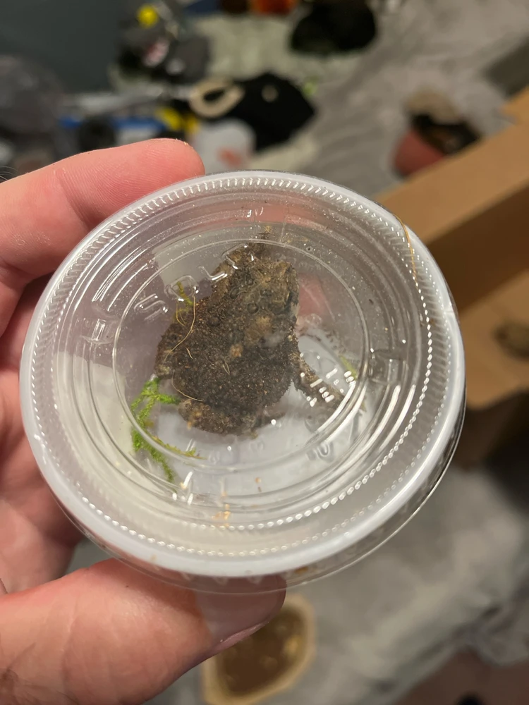 Gambar diunggah dening Theo