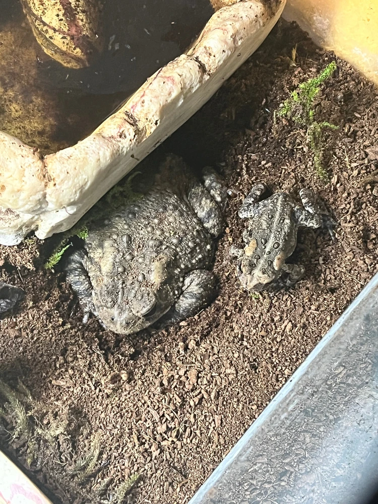 Gambar diunggah dening Theo