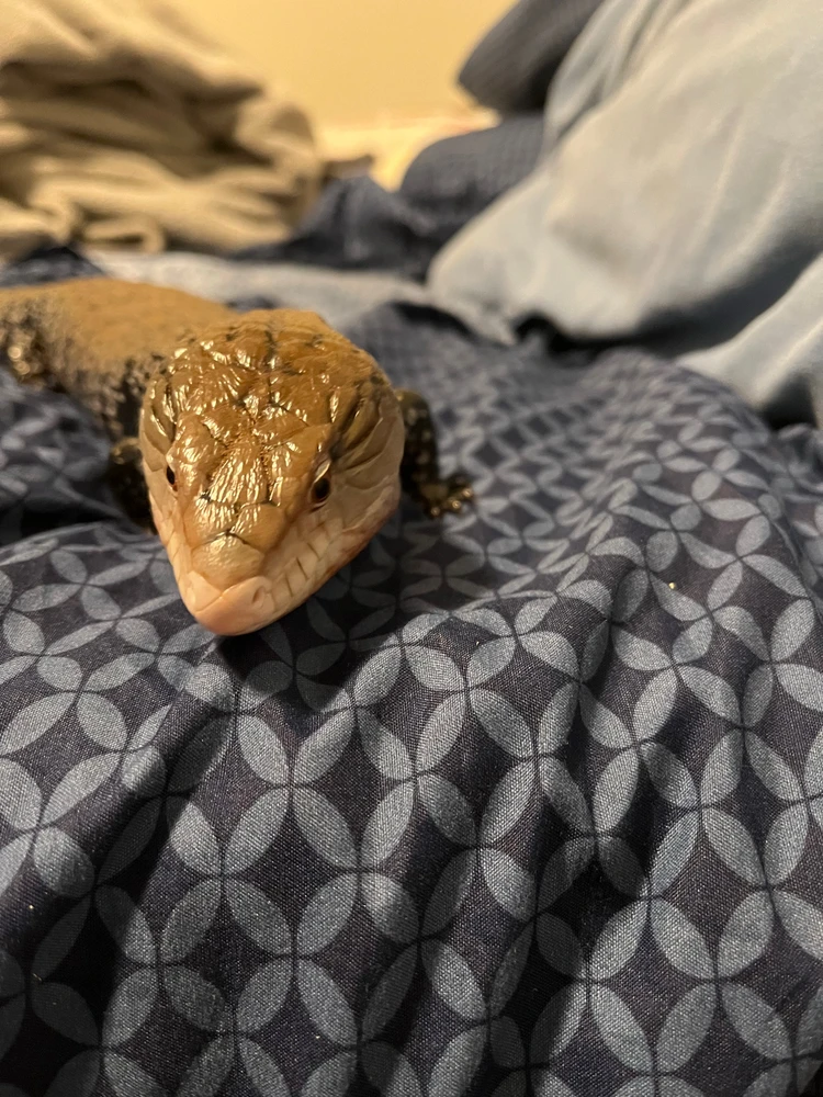 Gambar diunggah dening Theo