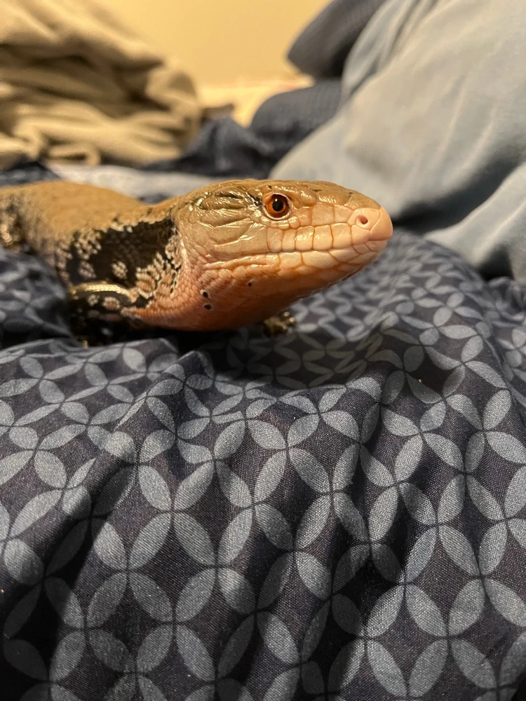 Gambar diunggah dening Theo