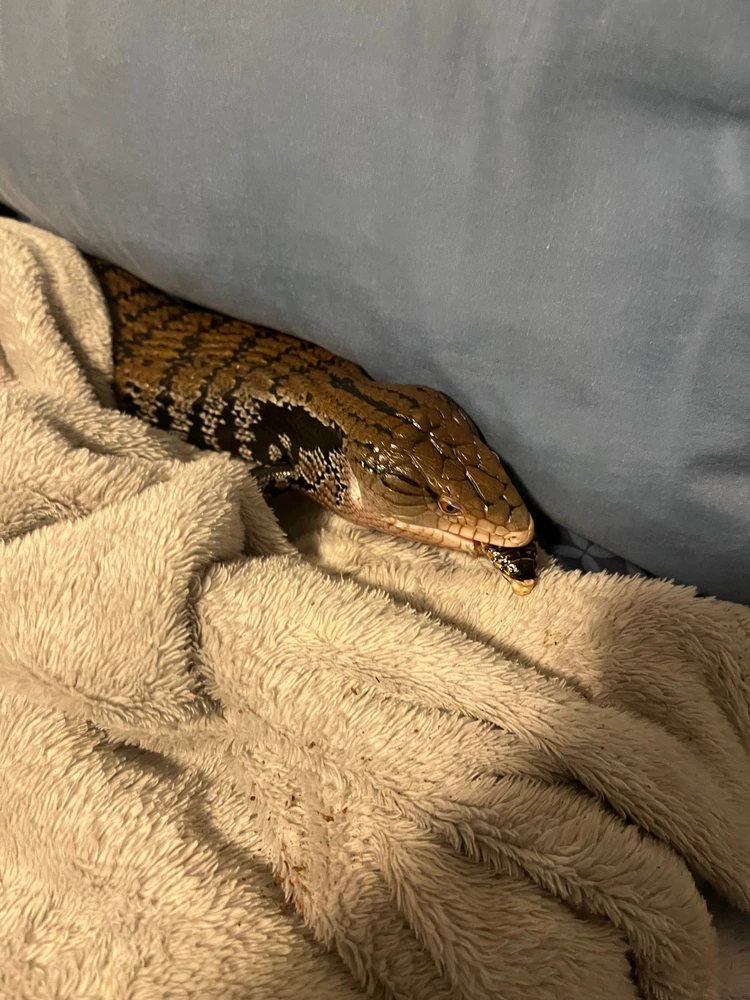 Gambar diunggah dening Theo