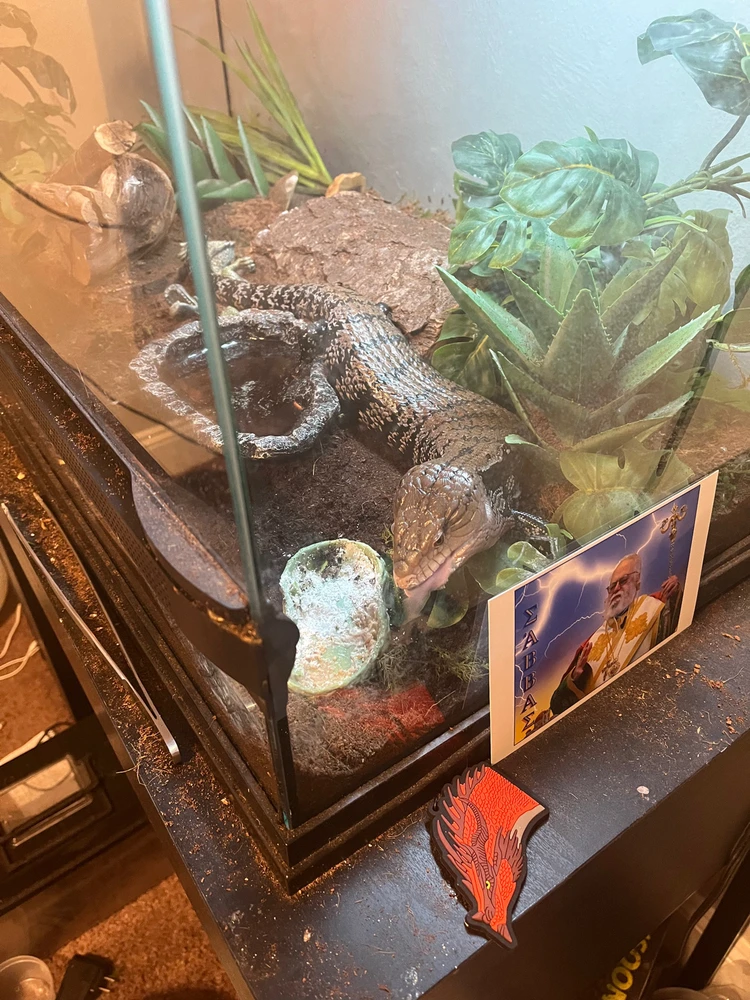 Gambar diunggah dening Theo