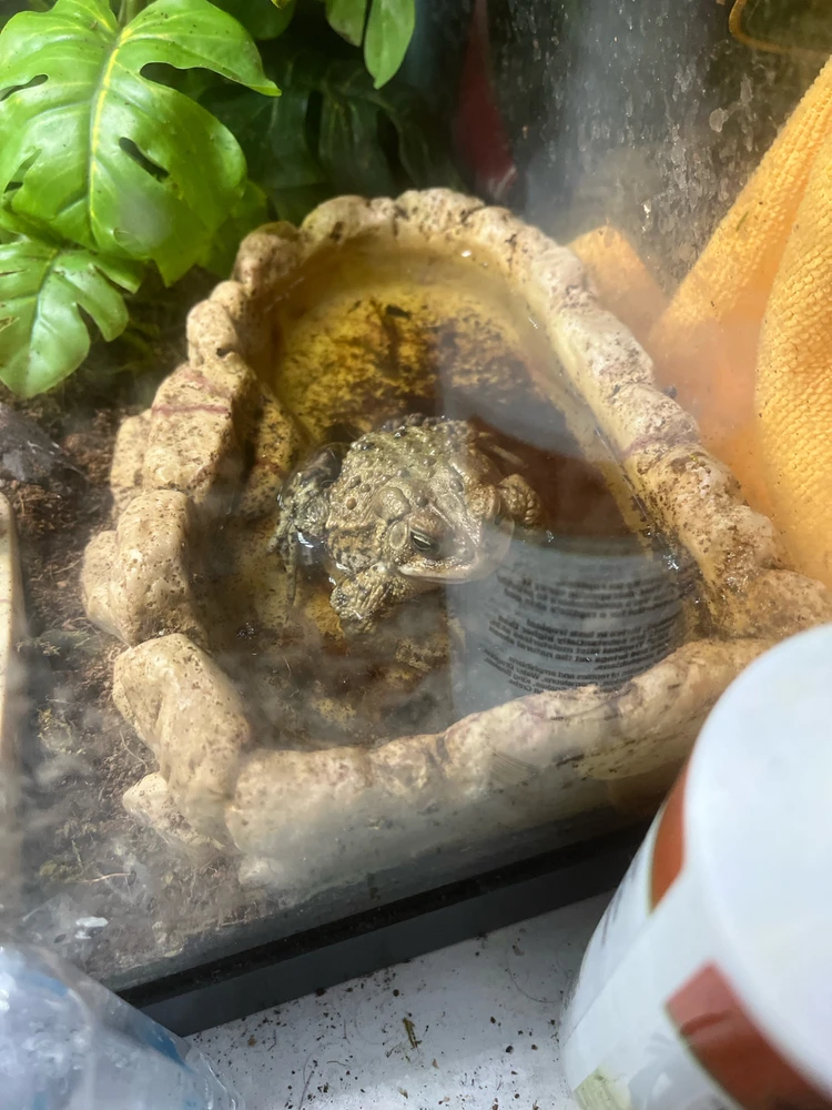 Gambar diunggah dening Theo