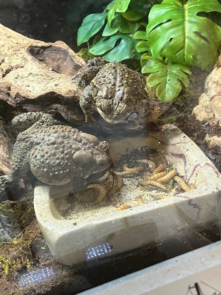 Gambar diunggah dening Theo