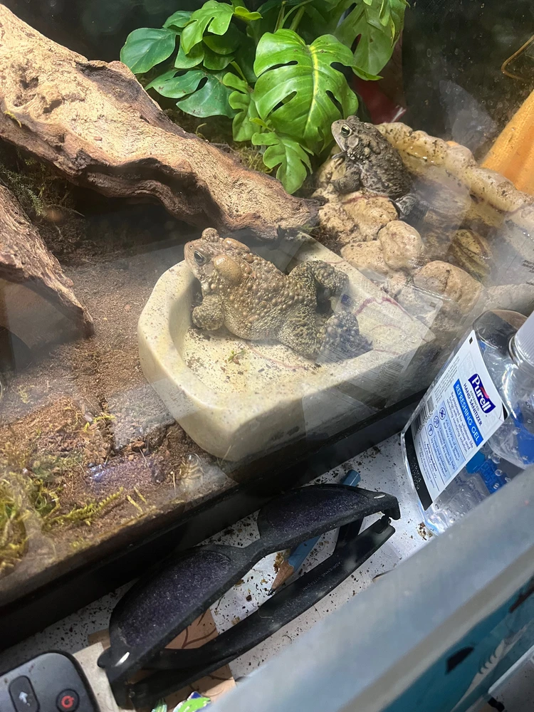 Gambar diunggah dening Theo