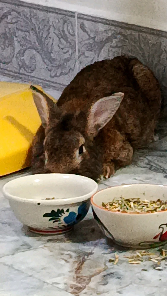 GIF อัปโหลดโดย ดากานดา