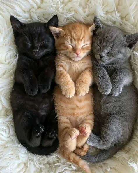 GIF uploaded by 𝓢𝓮𝓻𝓮𝓷 • 𝓢𝓮𝓻𝓮𝓷𝓭𝓲𝓹𝓲𝓽𝔂