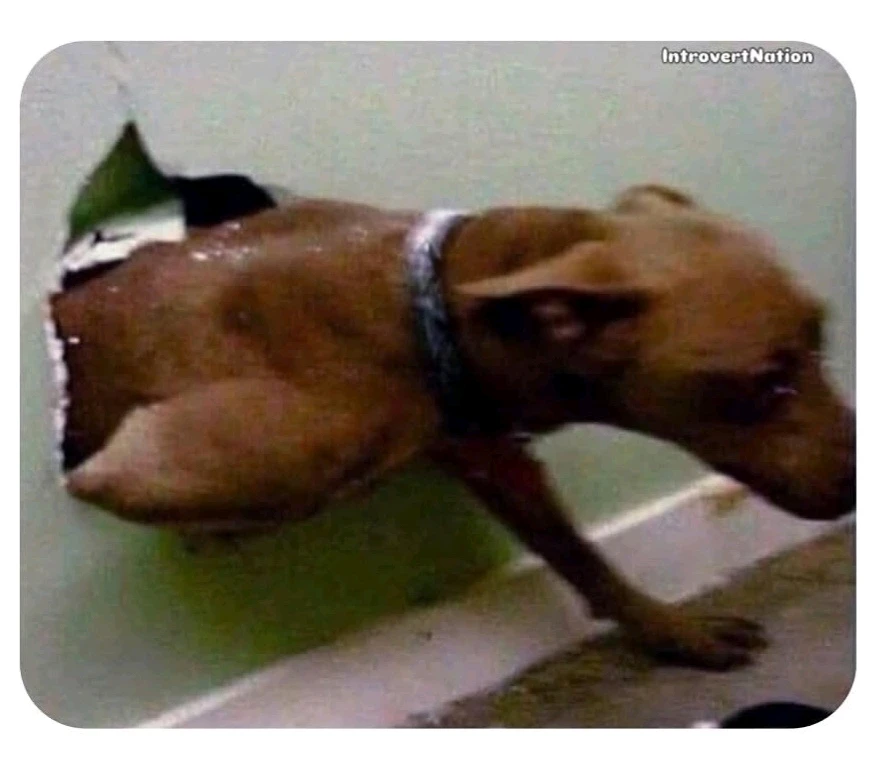 GIF hochgeladen von Doris