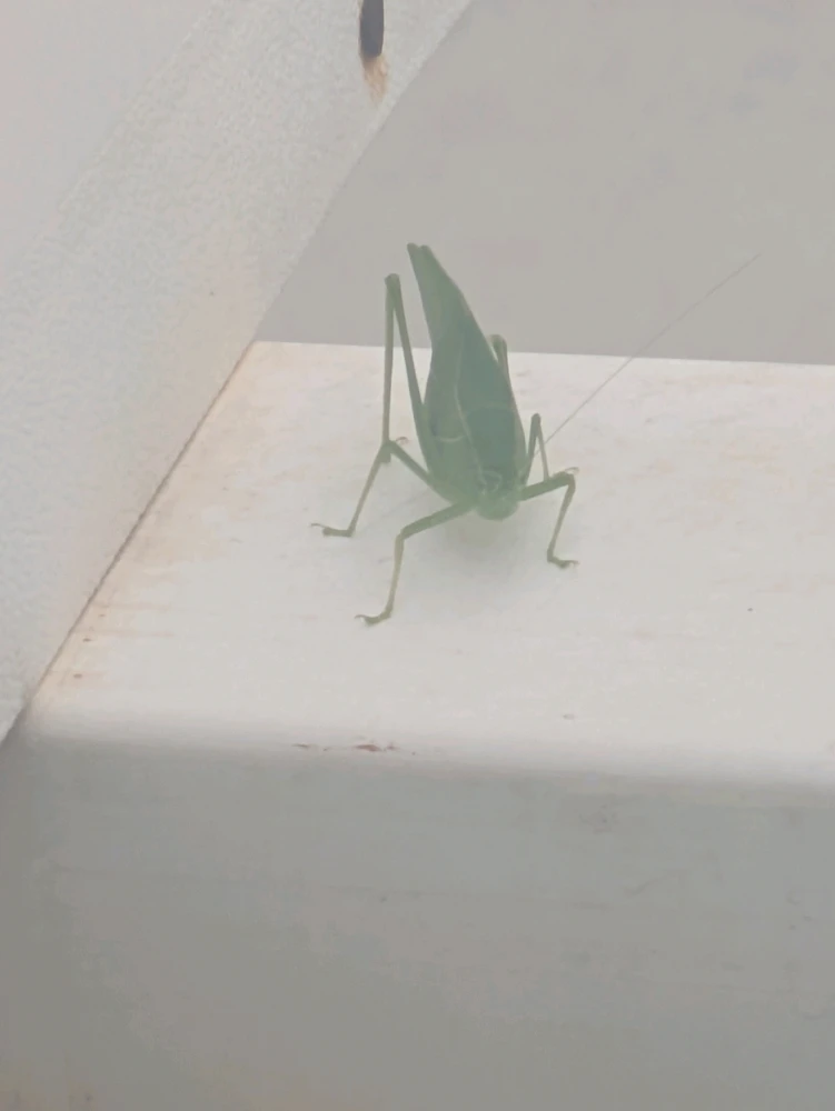 Image uploaded by Bella/ dawn naylor