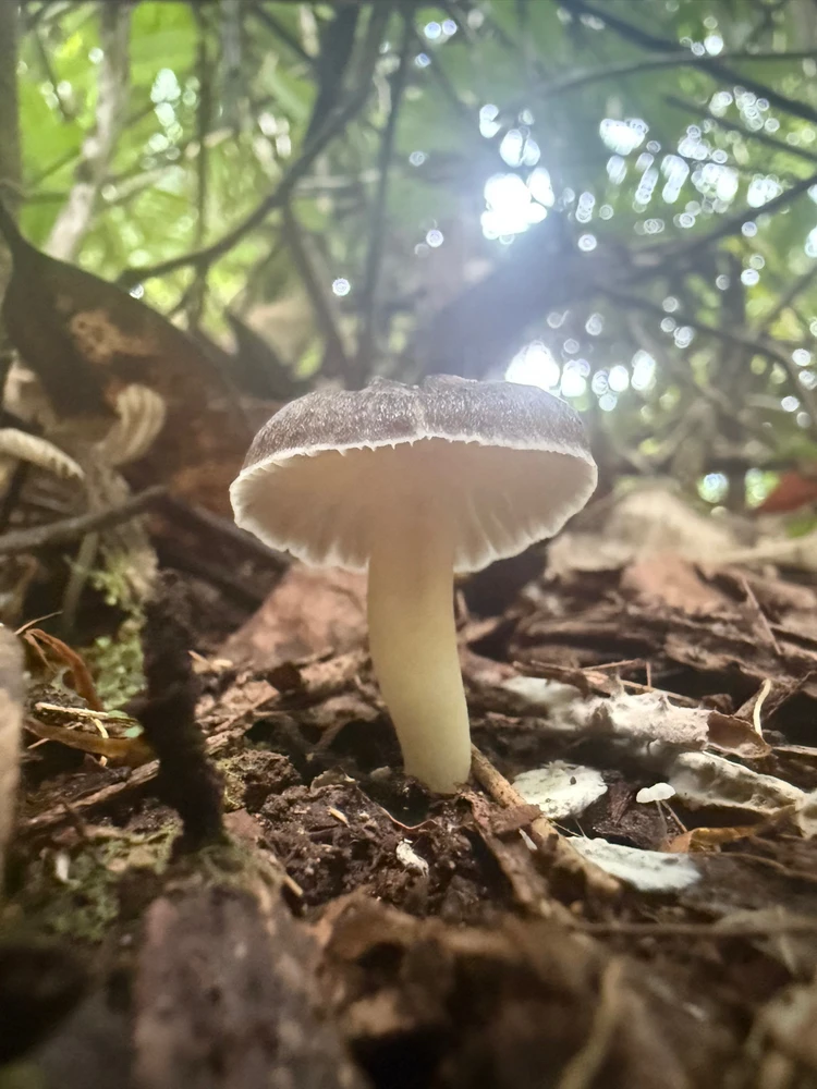 由Jose上传的图片