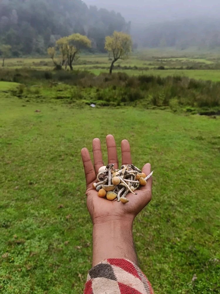 GIF uploaded by Gyps