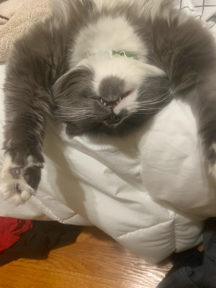 GIF diunggah dening Noir